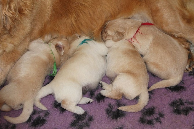 de la Ferme du Rotour - LES BEAUX BB GOLDENS