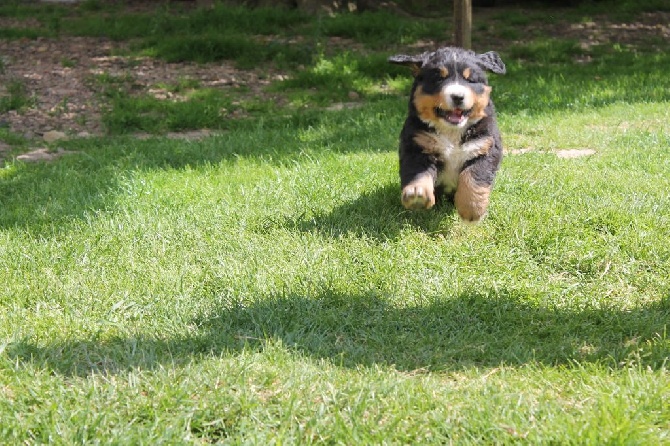 de la Ferme du Rotour - PHOTOS DES CHIOTS