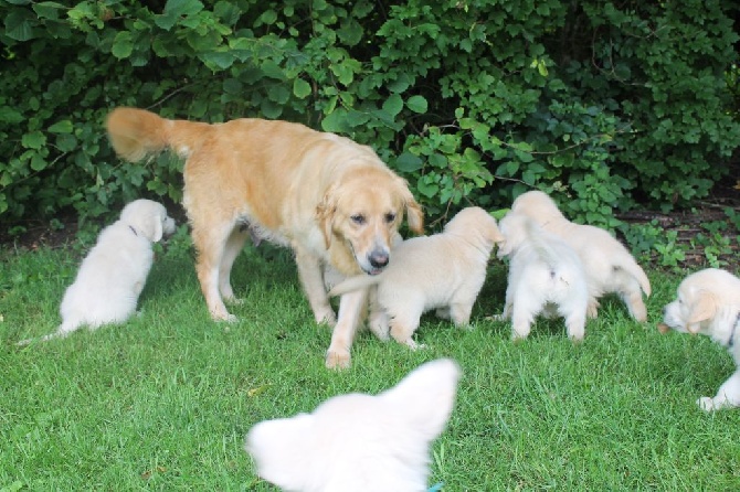 de la Ferme du Rotour - ALBUM BB GOLDENS 19 JUIN