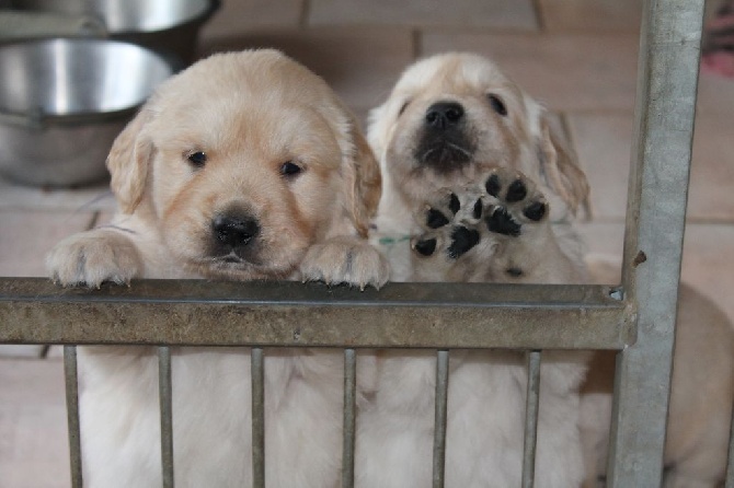 de la Ferme du Rotour - Photos des goldens