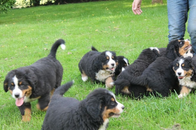 de la Ferme du Rotour - PLUS DE CHIOTS SUR GRENADINE