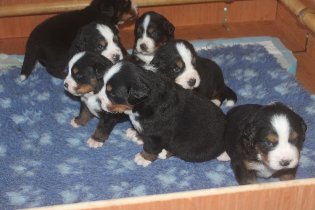 de la Ferme du Rotour - CHOIX DES CHIOTS A 6 SEMAINES