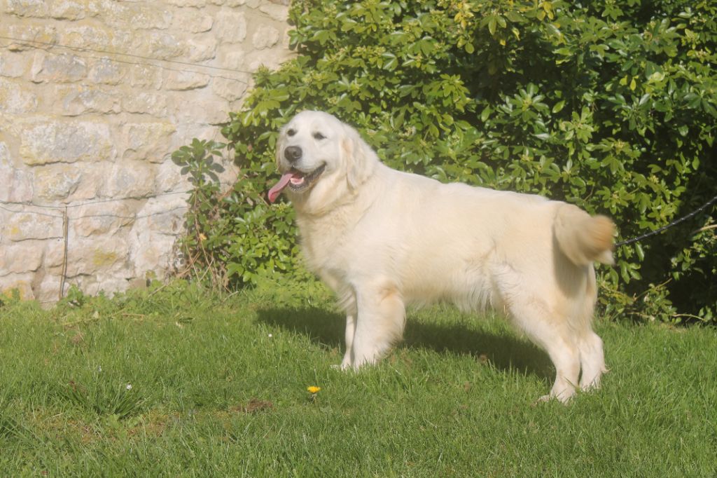 Rosalie de l'Abbaye de Jumieges