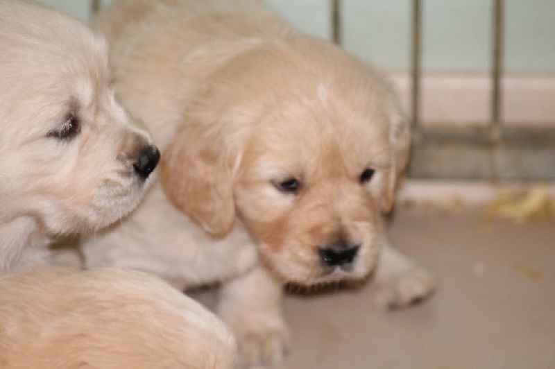 de la Ferme du Rotour - Golden Retriever - Portée née le 19/12/2015