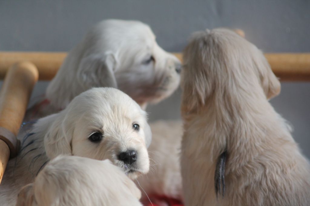 de la Ferme du Rotour - Golden Retriever - Portée née le 26/11/2020