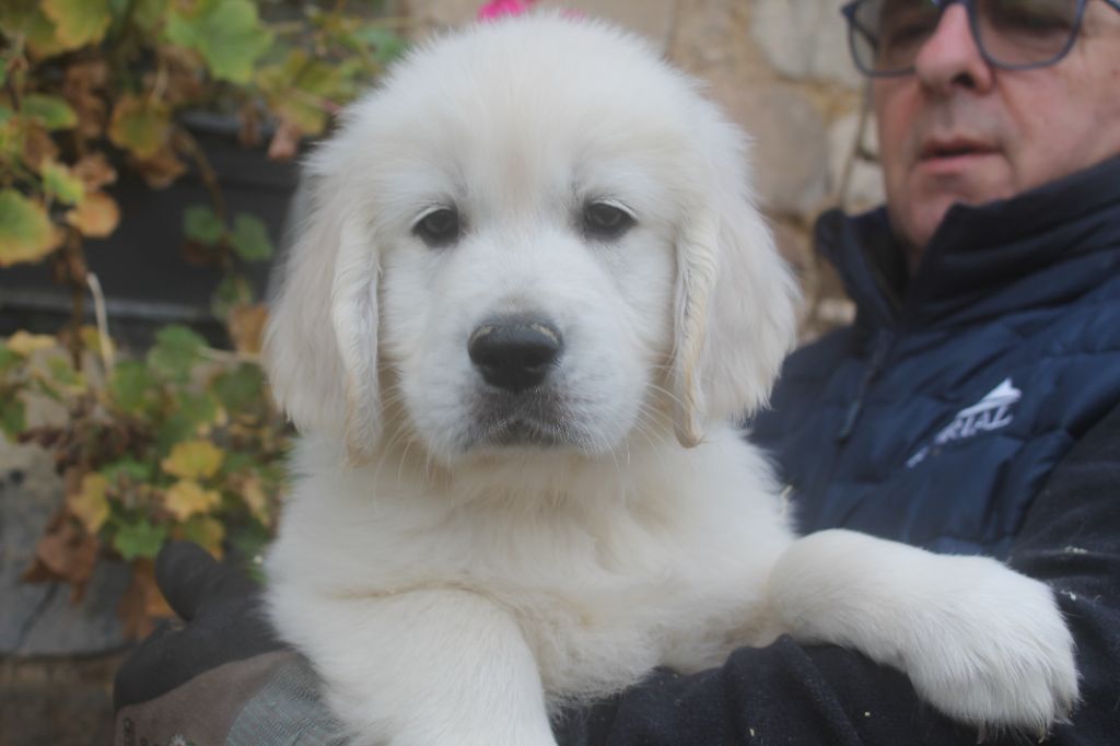 chiot Golden Retriever de la Ferme du Rotour