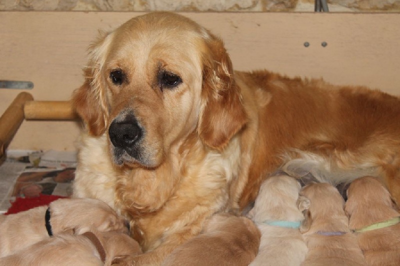 de la Ferme du Rotour - Golden Retriever - Portée née le 29/03/2014