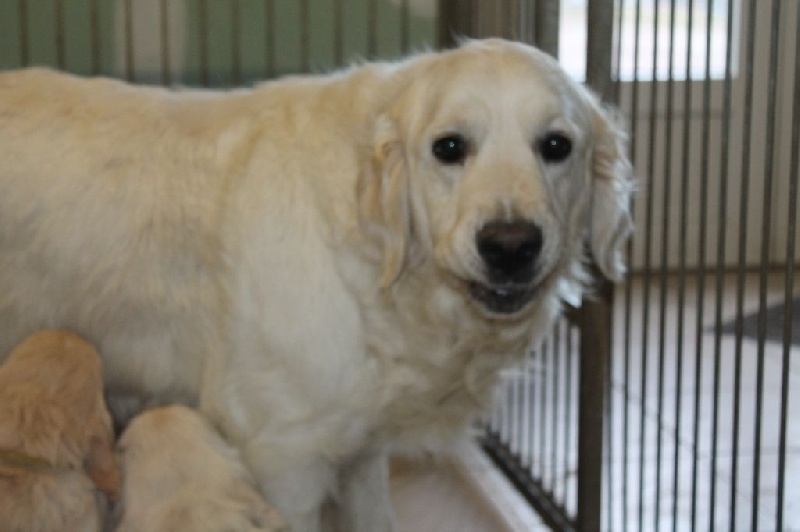 de la Ferme du Rotour - Golden Retriever - Portée née le 30/12/2016