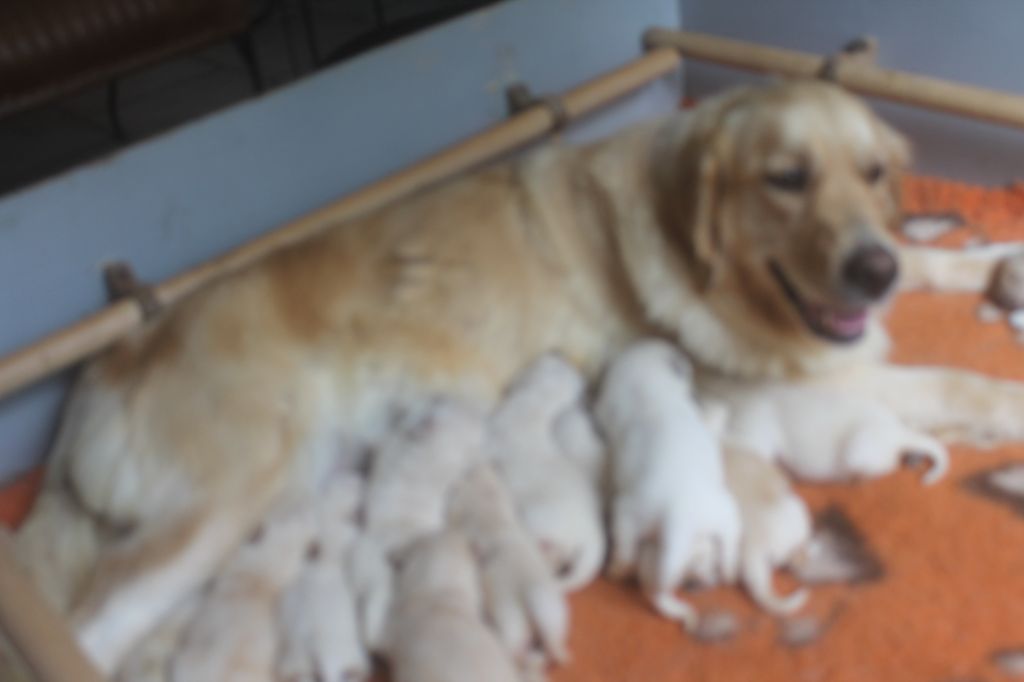 chiot Golden Retriever de la Ferme du Rotour