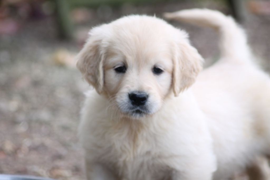 de la Ferme du Rotour - Golden Retriever - Portée née le 27/08/2019