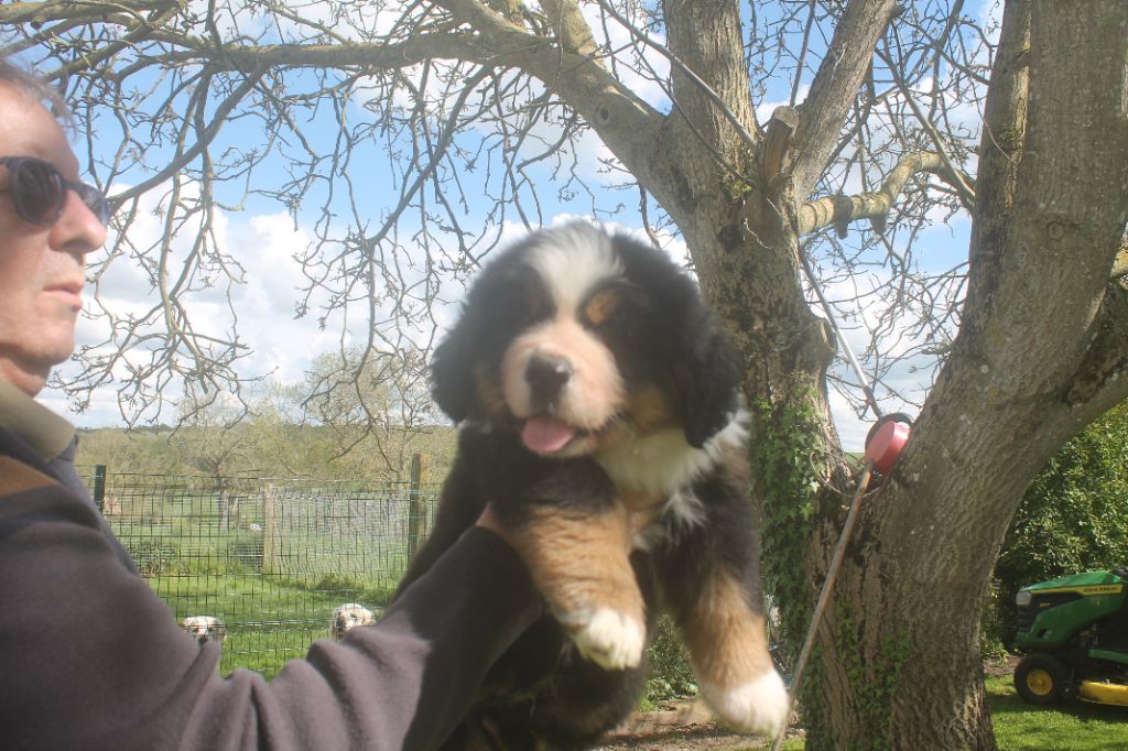 chiot Bouvier Bernois de la Ferme du Rotour