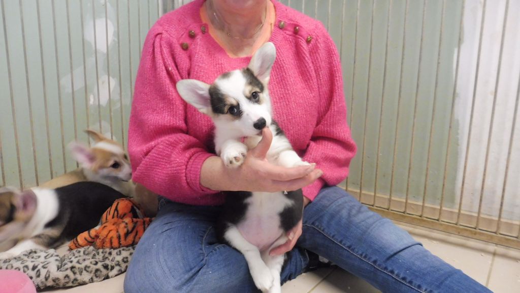 de la Ferme du Rotour - Chiot disponible  - Welsh Corgi Pembroke