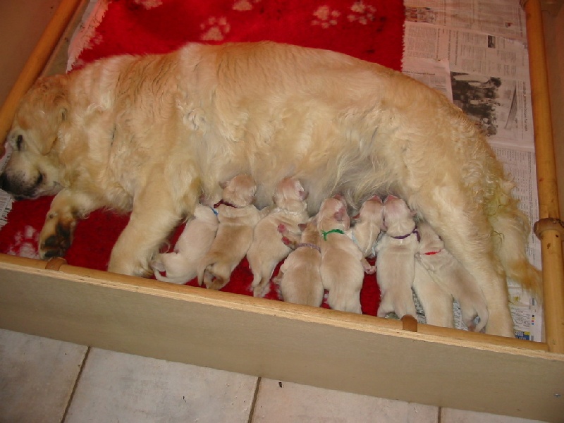 de la Ferme du Rotour - Golden Retriever - Portée née le 10/05/2008