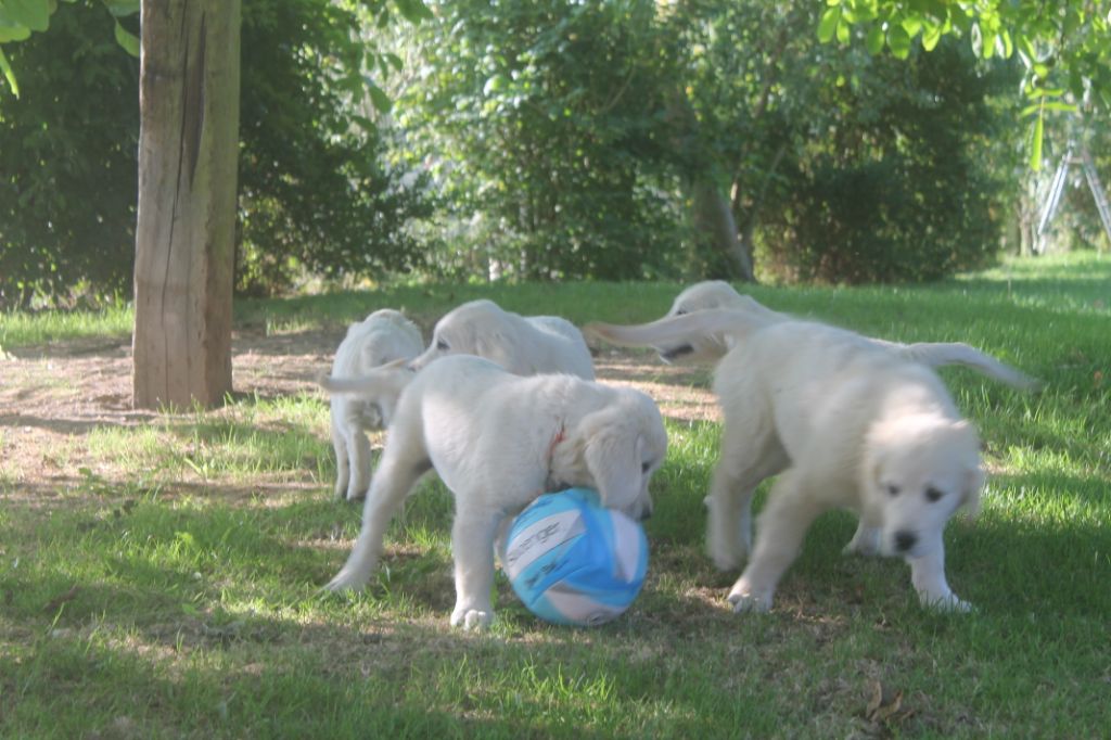 chiot Golden Retriever de la Ferme du Rotour