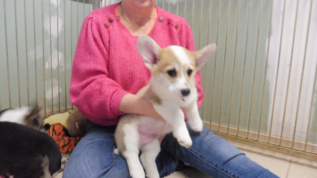 de la Ferme du Rotour - Chiot disponible  - Welsh Corgi Pembroke