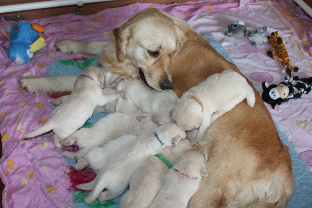 de la Ferme du Rotour - Golden Retriever - Portée née le 03/01/2019