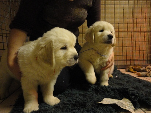 de la Ferme du Rotour - Golden Retriever - Portée née le 03/10/2012