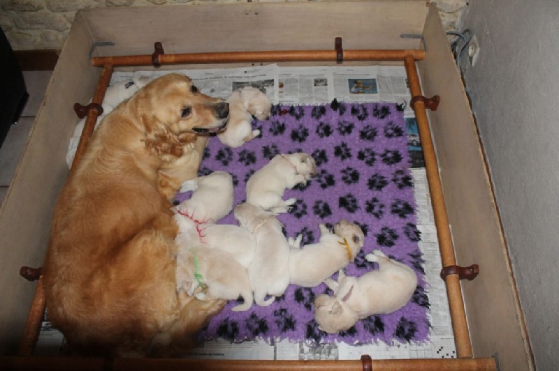 de la Ferme du Rotour - Golden Retriever - Portée née le 19/06/2014