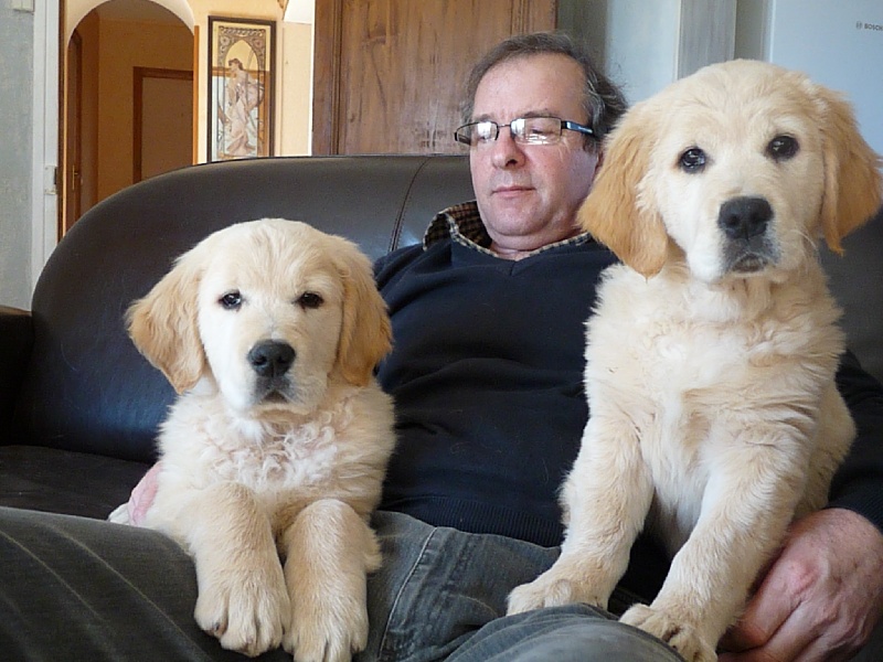 de la Ferme du Rotour - Golden Retriever - Portée née le 13/12/2010