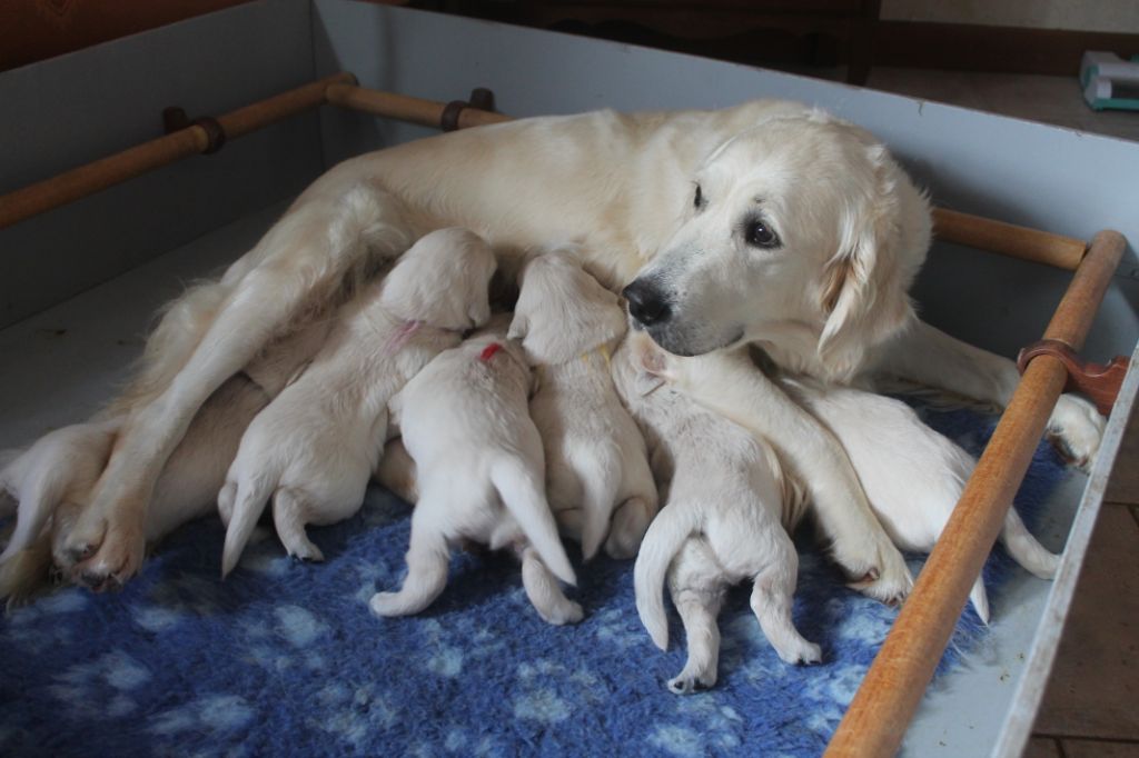 de la Ferme du Rotour - Golden Retriever - Portée née le 07/10/2020