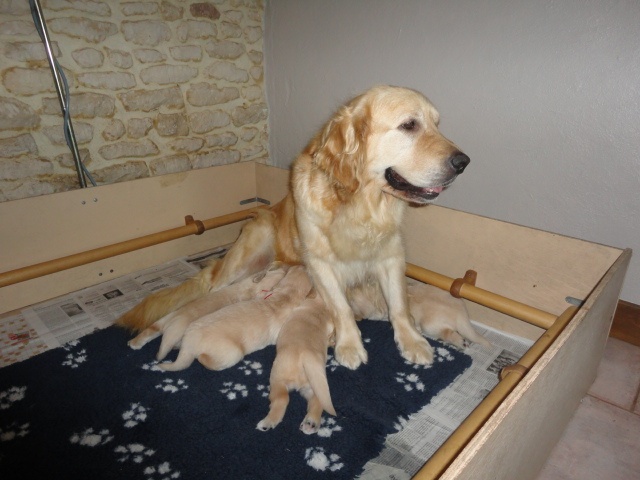 de la Ferme du Rotour - Golden Retriever - Portée née le 23/09/2011