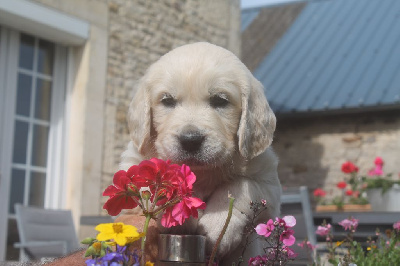 CHIOT marron UXOR