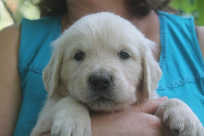 CHIOT JAUNE