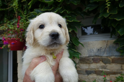 CHIOT jaune