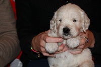 CHIOT bleu ciel MARLEY