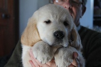 CHIOT  JAUNE JUNIOR