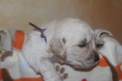 CHIOT violet