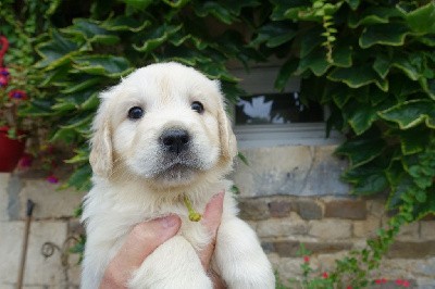 CHIOT jaune