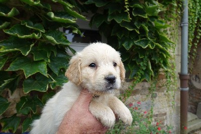 CHIOT vert bleue