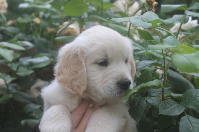 CHIOT JAUNE