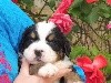 CHIOT violet NAPOLEON BIS