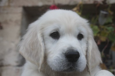 CHIOT NOIR ET BLANC TOGO