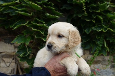 CHIOT vert paillette