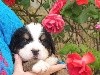 CHIOT violet NAPOLEON BIS