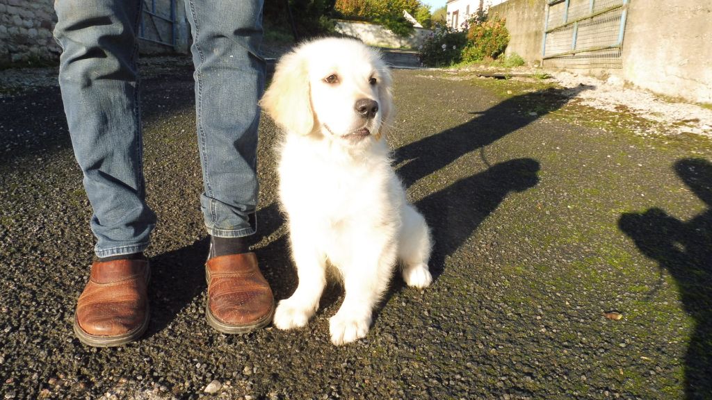 de la Ferme du Rotour - Chiot disponible  - Golden Retriever