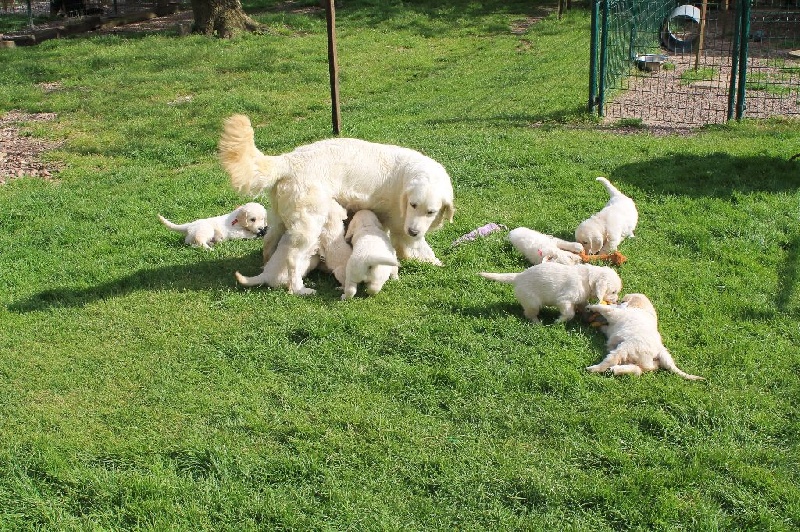 de la Ferme du Rotour - Golden Retriever - Portée née le 05/04/2015