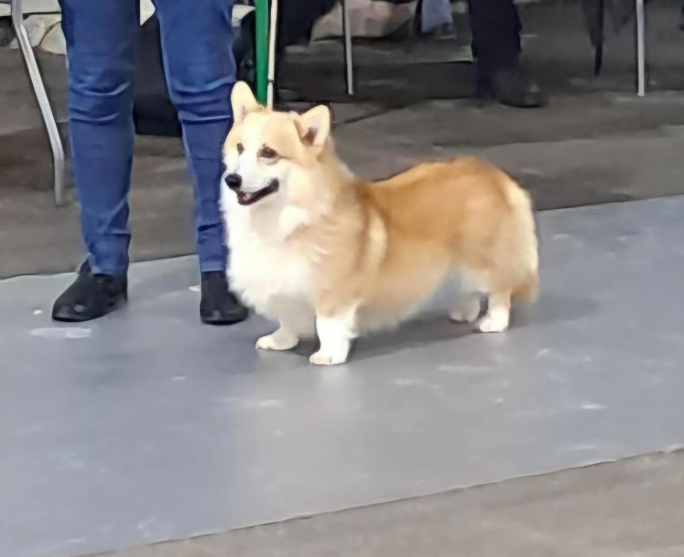 Under siege palatinate pixies