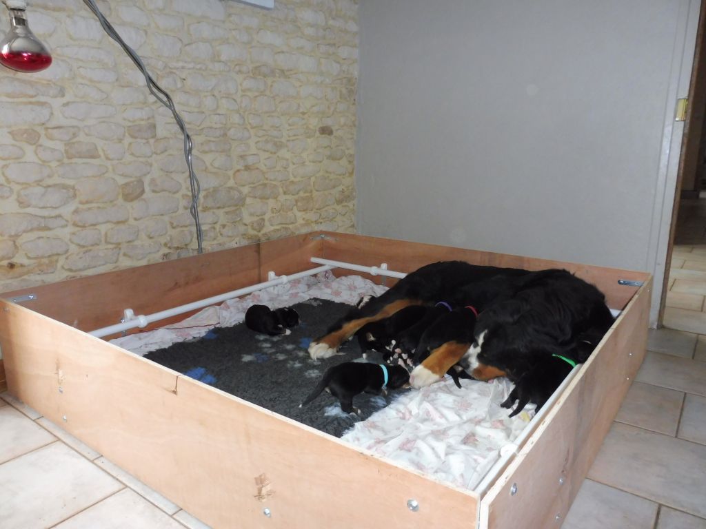 de la Ferme du Rotour - photos des bb