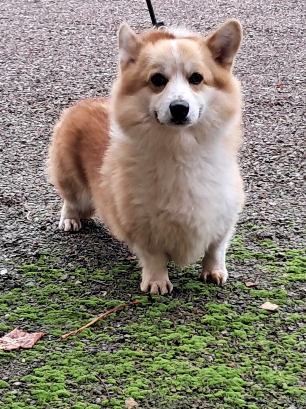 de la Ferme du Rotour - Uber notre papa