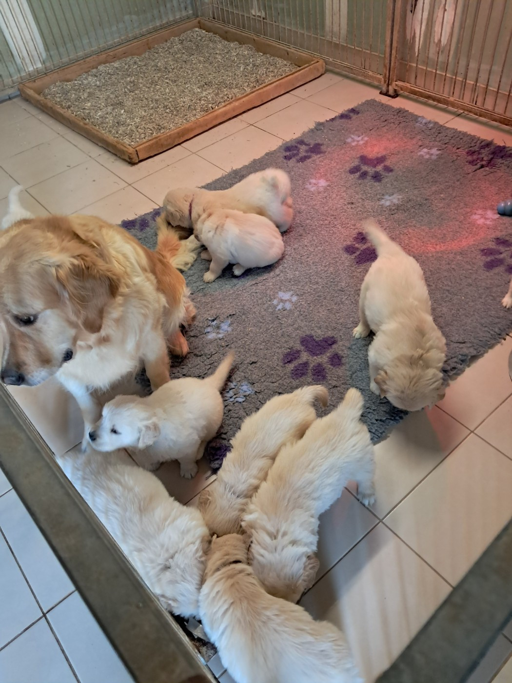 si possible me joindre sur mon portable pour plus de renseignements sur les chiots