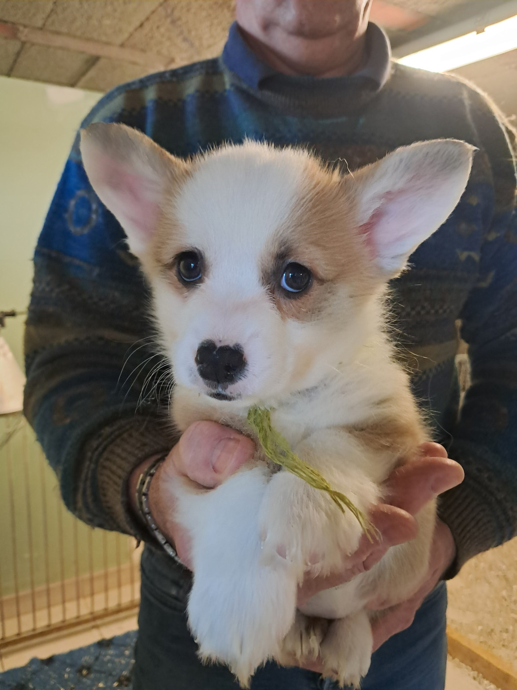 Petite jaune et petite verte dispo