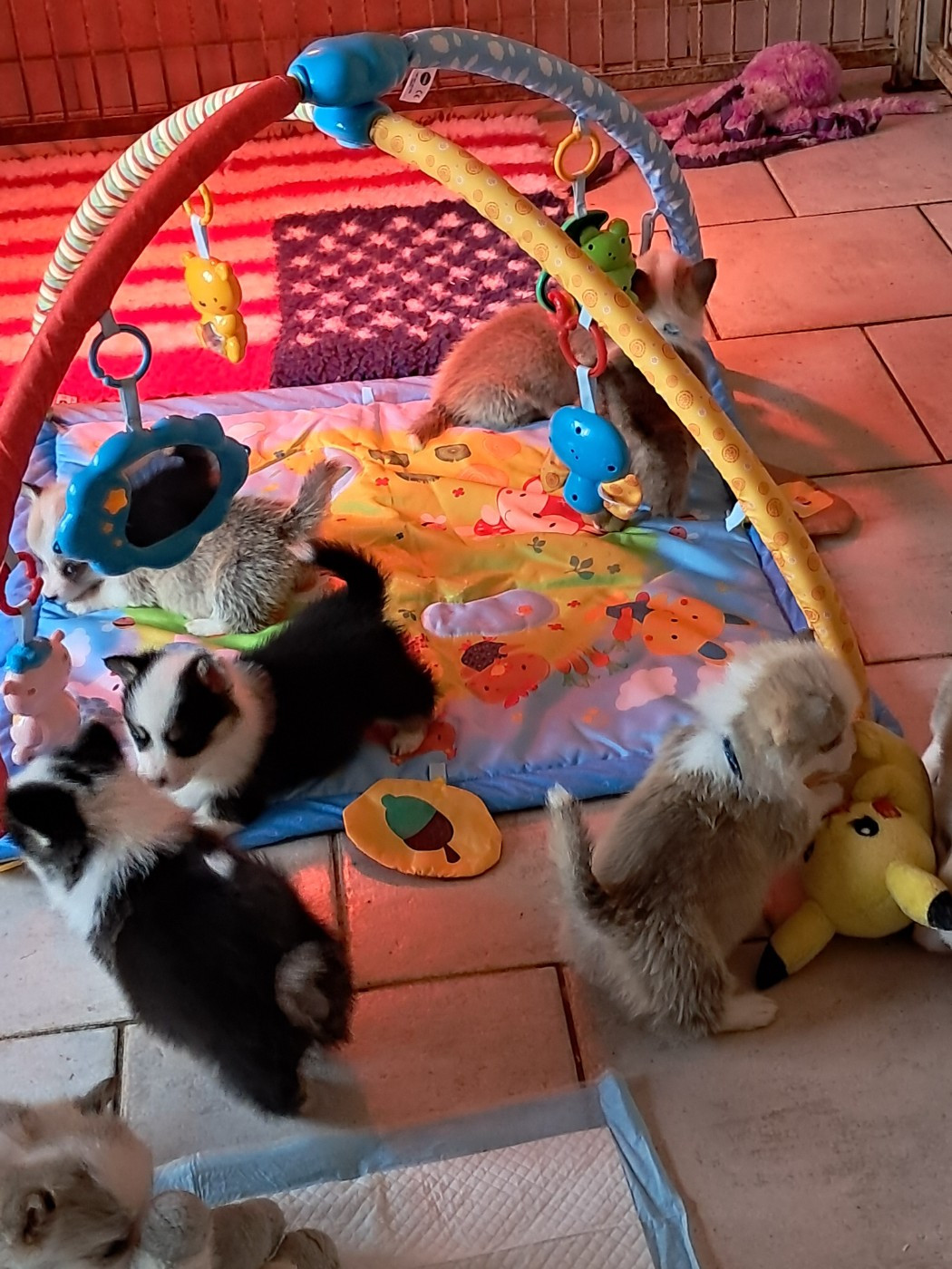 de la Ferme du Rotour - Bb de Philadelphia