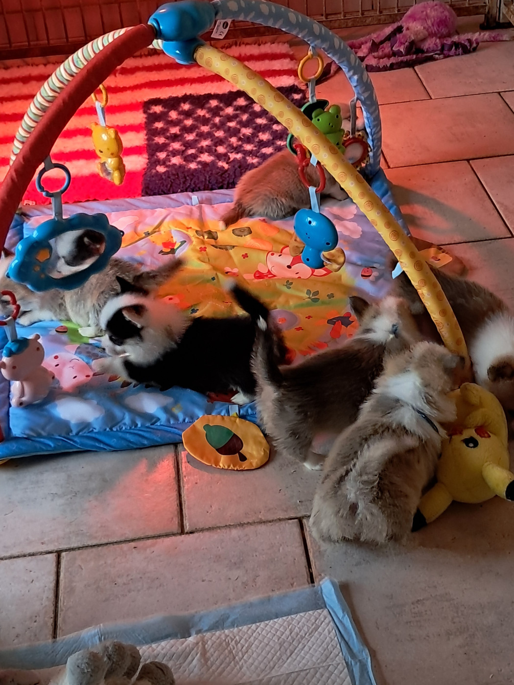 de la Ferme du Rotour - Téléphonez moi pour les réservations des bb