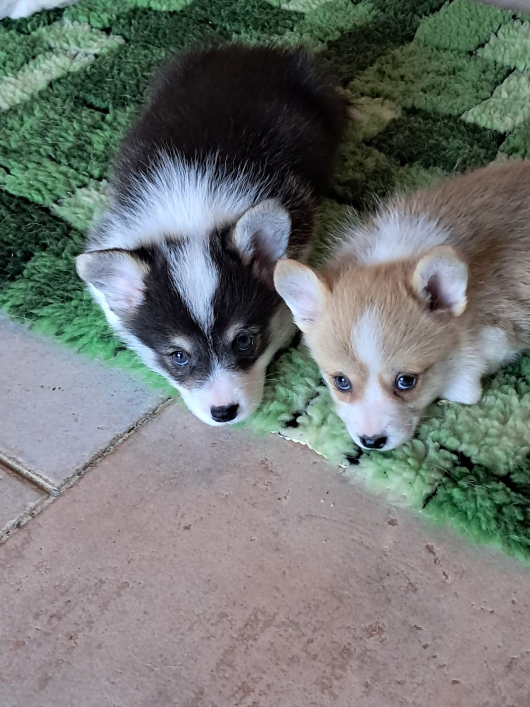 de la Ferme du Rotour - Bb de Philadelphia