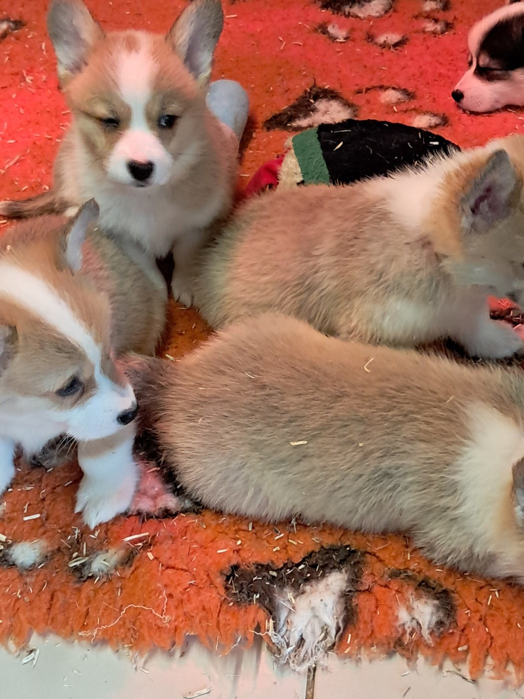 de la Ferme du Rotour - Les bb poussent