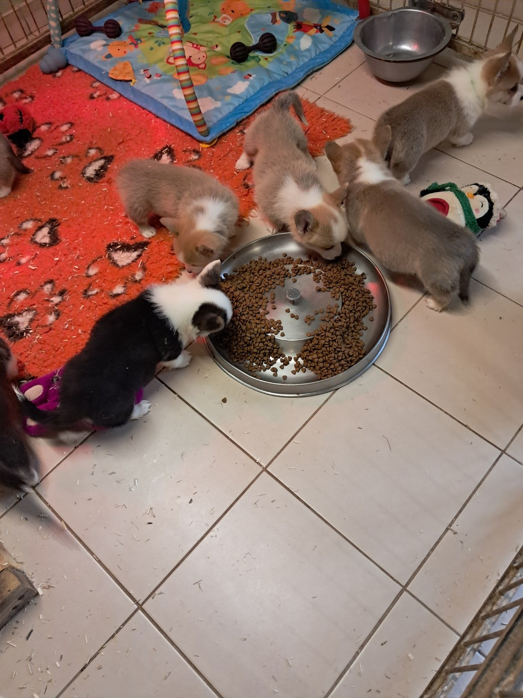 de la Ferme du Rotour - Les bb poussent